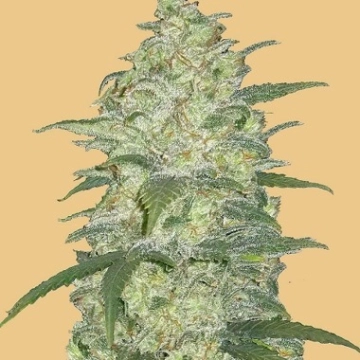 Original Auto White Widow Autoflowering cannabis flower bud by FastBuds Seeds