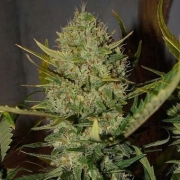 Pineapple Express Auto – FastBuds – Autoflowering – Product view 2