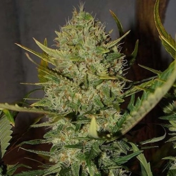 Pineapple Express Auto Autoflowering cannabis flower bud by FastBuds Seeds