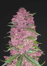 Purple Lemonade Autoflowering cannabis flower bud by FastBuds Seeds