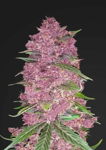 Purple Lemonade Autoflowering cannabis flower bud by FastBuds Seeds