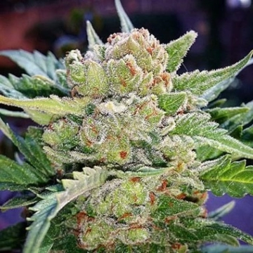 Rhino Ryder Auto Autoflowering cannabis flower bud by FastBuds Seeds