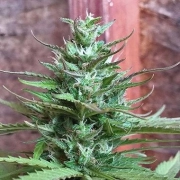 Six Shooter Auto Autoflowering cannabis flower bud by FastBuds Seeds