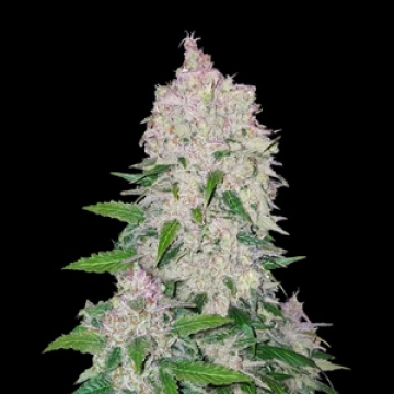 Stardawg Auto Autoflowering cannabis flower bud by FastBuds Seeds