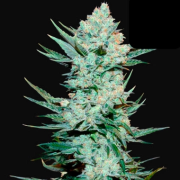 Tangie-Matic Autoflowering cannabis flower bud by FastBuds Seeds