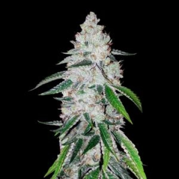 West Coast OG Auto Autoflowering cannabis flower bud by FastBuds Seeds