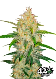 Zkittlez Auto Feminized cannabis flower bud by FastBuds Seeds
