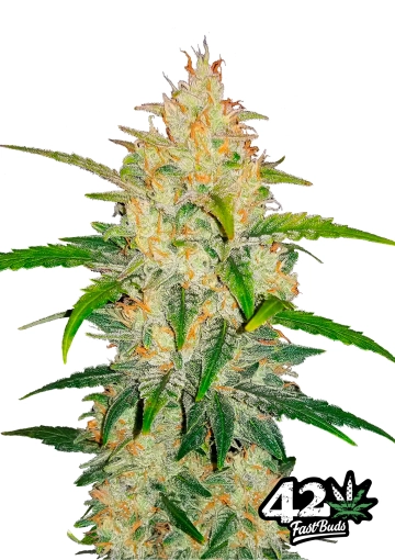 Zkittlez Auto Feminized cannabis flower bud by FastBuds Seeds