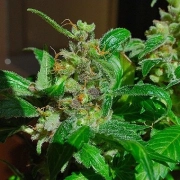 Black Sugar Feminized cannabis flower bud by Female Seeds