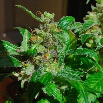 Black Sugar Feminized cannabis flower bud by Female Seeds
