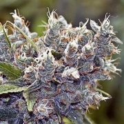 BubbleGummer Feminized cannabis flower bud by Female Seeds