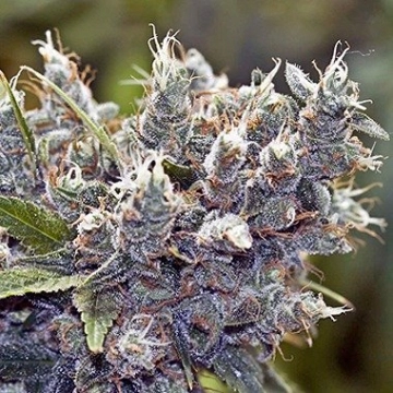 BubbleGummer Feminized cannabis flower bud by Female Seeds
