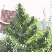 Easy Sativa Feminized cannabis flower bud by Female Seeds