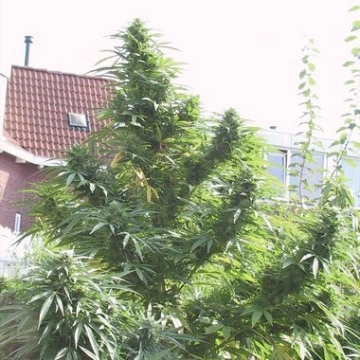 Easy Sativa Feminized cannabis flower bud by Female Seeds