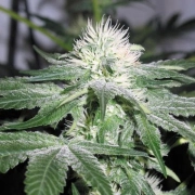 Ice Feminized cannabis flower bud by Female Seeds