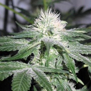Ice Feminized cannabis flower bud by Female Seeds