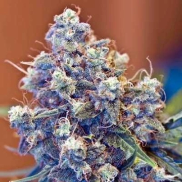 Iced Grapefruit Feminized cannabis flower bud by Female Seeds