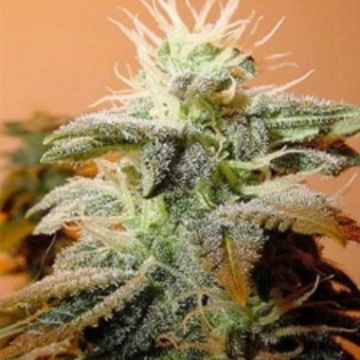 Indoor Mix Feminized cannabis flower bud by Female Seeds