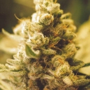 Lemon Kush Feminized cannabis flower bud by Female Seeds