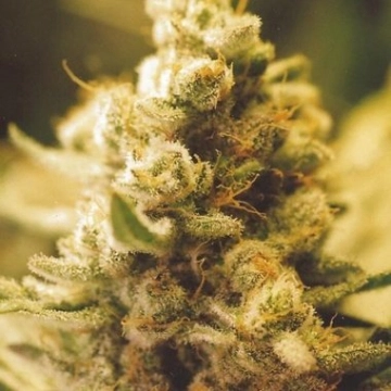 Lemon Kush Feminized cannabis flower bud by Female Seeds