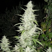 Maroc Feminized cannabis flower bud by Female Seeds