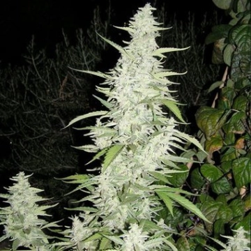 Maroc Feminized cannabis flower bud by Female Seeds
