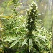 Neville's Haze Hybrid Feminized cannabis flower bud by Female Seeds