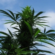 Outdoor C99  Feminized cannabis flower bud by Female Seeds