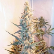 Outdoor Grapefruit Feminized cannabis flower bud by Female Seeds