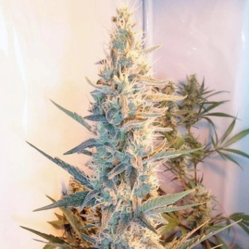 Outdoor Grapefruit Feminized cannabis flower bud by Female Seeds