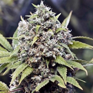 Pure AK Feminized cannabis flower bud by Female Seeds