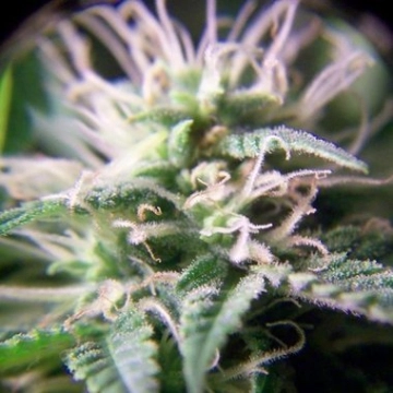 Purple Maroc Feminized cannabis flower bud by Female Seeds