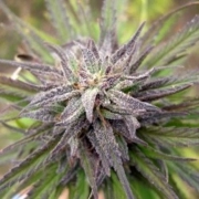 Purple Power Feminized cannabis flower bud by Female Seeds