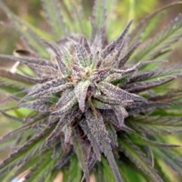 Purple Power Feminized cannabis flower bud by Female Seeds