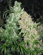 Skunk Special Feminized cannabis flower bud by Female Seeds