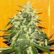 Tropical Ice Feminized cannabis flower bud by Female Seeds