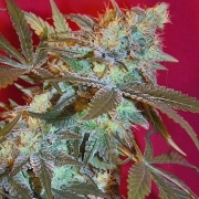 White Widow Feminized cannabis flower bud by Female Seeds