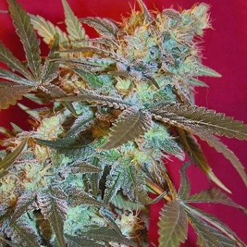 White Widow Feminized cannabis flower bud by Female Seeds