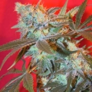 ICED Widow Feminized cannabis flower bud by Female Seeds