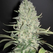 White Widow X Big Bud Feminized cannabis flower bud by Female Seeds