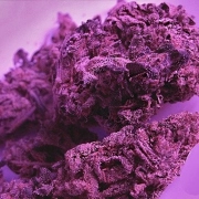 Swiss Skunk – Feminised Seeds – Feminized