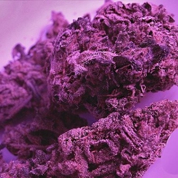 Swiss Skunk – Feminised Seeds – Feminized
