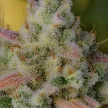 Auto Gelato Autoflowering cannabis flower bud by Feminised Seeds