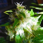 Auto Mix Autoflowering cannabis flower bud by Feminised Seeds