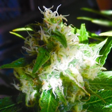 Auto Mix – Feminised Seeds – Autoflowering