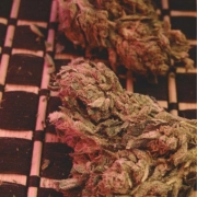 Big Bag Feminized cannabis flower bud by Feminised Seeds