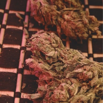 Big Bag – Feminised Seeds – Feminized