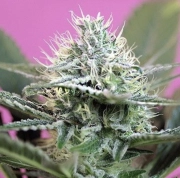 Blackberry Auto Autoflowering cannabis flower bud by Feminised Seeds