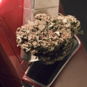 Blue Treacle Automatic – Feminised Seeds – Autoflowering – Product view 2