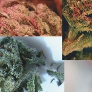 British Auto Outdoor Mix Autoflowering cannabis flower bud by Feminised Seeds